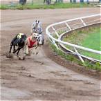 best way to bet on greyhounds